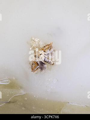 Détail d'un insecte mort et séché Banque D'Images