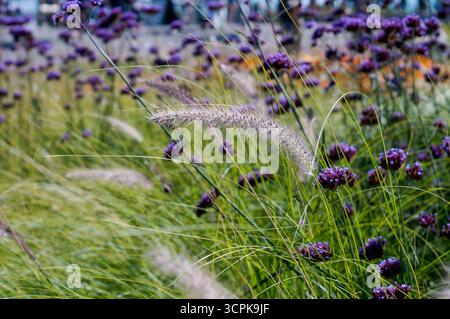 Herbe fontaine et prairie de verveine violette vibrante se balançant dans le vent Banque D'Images
