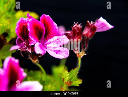Une fleur de géranium rose éclatante avec des gouttes d'eau sur un fond noir. Fond floral Pelargonia Royal place pour le texte Banque D'Images