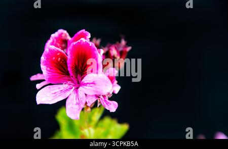 Fleurs Royal Pelagonia rose vif sur fond noir. Fond floral avec espace pour le texte publicitaire. Banque D'Images