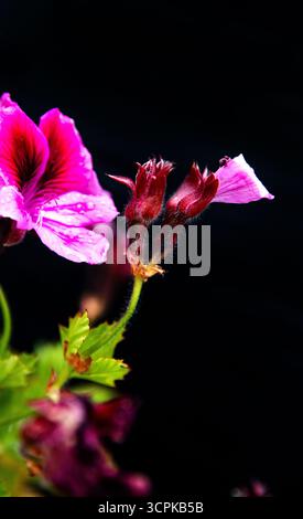 Fleurs Royal Pelagonia rose vif sur un fond sombre. Fond floral avec espace pour le texte. Banque D'Images