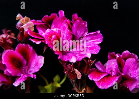 Gros plan d'une fleur de géranium rose avec des gouttes d'eau sur un fond noir. Fond floral Pelargonium espace royal pour le texte. Banque D'Images
