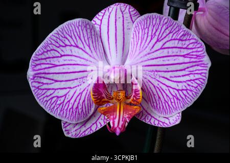 Gros plan macro fleur d'orchidée Banque D'Images