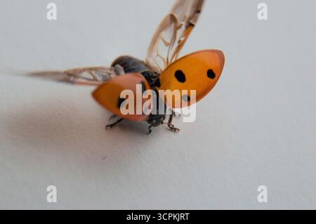 Belle Ladybug - Ladybird commence à voler macro gros plan Banque D'Images