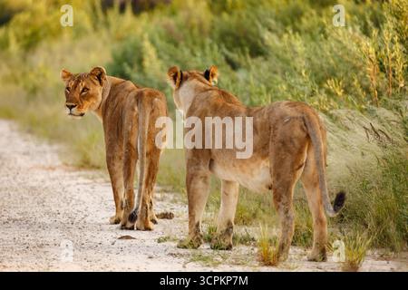 Deux lionnes sont debout sur un chemin de terre, regardant dans des directions différentes, éventuellement à la recherche de proies ou arpentant leur territoire. Banque D'Images