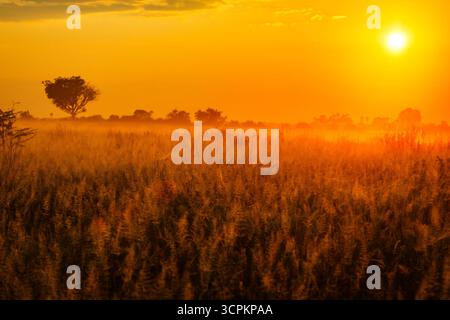 Un coucher de soleil éclatant projette une lueur chaude et orange sur un champ de hautes herbes, avec des silhouettes d'arbres et d'arbustes ajoutant de la profondeur au paysage. Banque D'Images