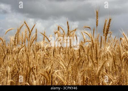 Golden Wheat Against Stormy Sky – campagne Mood shot Banque D'Images
