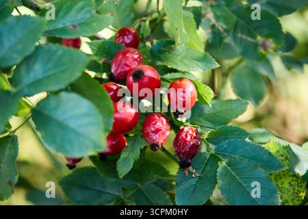 Hanches roses vibrantes parmi les feuilles vertes en été au soleil, gros plan Banque D'Images