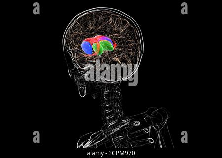 Cerveau humain avec noyau caudé (rouge), thalamus (vert), putamen (bleu) et Globus pallidus (jaune) mis en évidence, montrant les principaux ganglions de la base et rela Banque D'Images