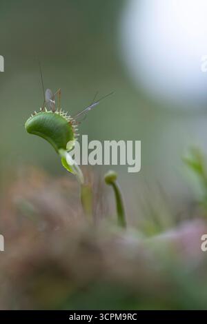 Piège à mouches de Vénus (Dionaea muscipula) avec une grosse mouche de grue (Tipulidae orientalis) capturée dans une de ses feuilles. Les pièges à mouches de Vénus sont des plantes carnivores Tha Banque D'Images
