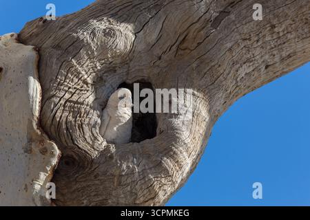 Petite Corella (Cacatua sanguinea) perchée dans un creux d'arbre sur Cooper Creek. Banque D'Images