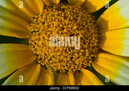 Macro gros plan du mini tournesol Helianthus occidentalis Banque D'Images
