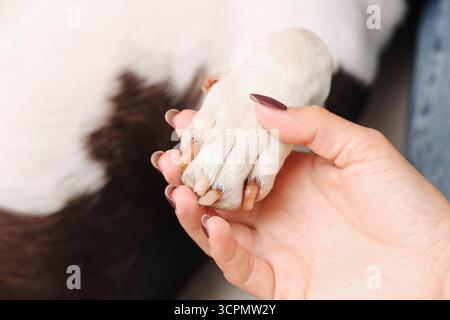 Main humaine tenant la patte d'un chien. Concept de soin et d'amour pour animaux de compagnie. Amitié entre les hommes et les animaux. Gros plan sur la confiance, le soutien et la connexion. Banque D'Images