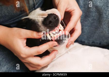 Chien à bouche ouverte pendant le contrôle dentaire. Personne tenant la mâchoire d'un animal et montrant des dents. Concept de soins vétérinaires. Santé et hygiène des animaux de compagnie. Banque D'Images