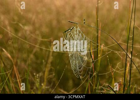 Une toile d'araignée recouverte de rosée matinale dans le parc national de Kidepo, au nord de l'Ouganda Banque D'Images