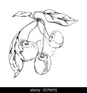 Cerise douce de ligne aigre avec des feuilles de plantes, encre vectorielle dessinée à la main, baie de jardin en groupes sur les branches. Illustration de composition isolée, pour Illustration de Vecteur