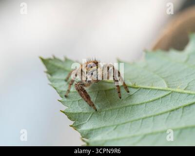 Asianellus festivus est une espèce d'araignée sauteuse de la famille des Salticidae. Banque D'Images