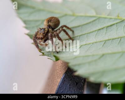 Asianellus festivus est une espèce d'araignée sauteuse de la famille des Salticidae. Banque D'Images