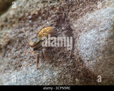 Asianellus festivus est une espèce d'araignée sauteuse de la famille des Salticidae. Banque D'Images