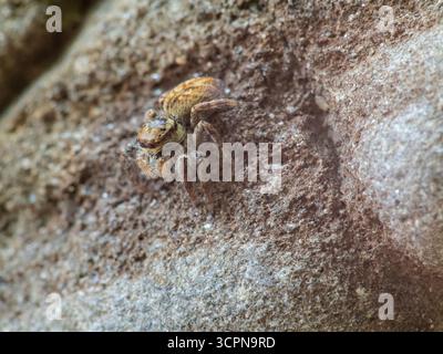 Asianellus festivus est une espèce d'araignée sauteuse de la famille des Salticidae. Banque D'Images
