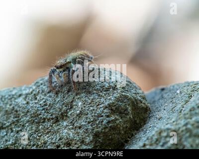 Asianellus festivus est une espèce d'araignée sauteuse de la famille des Salticidae. Banque D'Images
