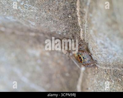 Asianellus festivus est une espèce d'araignée sauteuse de la famille des Salticidae. Banque D'Images