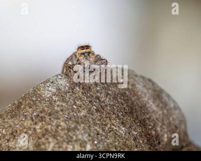 Asianellus festivus est une espèce d'araignée sauteuse de la famille des Salticidae. Banque D'Images