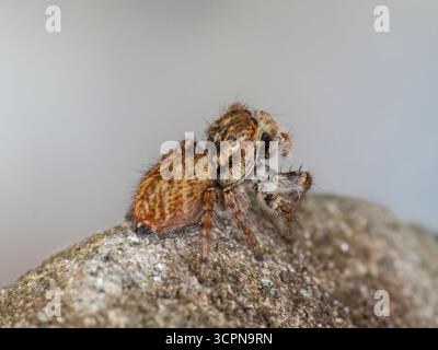 Asianellus festivus est une espèce d'araignée sauteuse de la famille des Salticidae. Banque D'Images