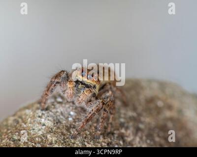 Asianellus festivus est une espèce d'araignée sauteuse de la famille des Salticidae. Banque D'Images