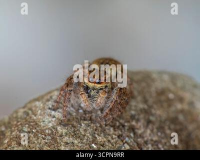 Asianellus festivus est une espèce d'araignée sauteuse de la famille des Salticidae. Banque D'Images