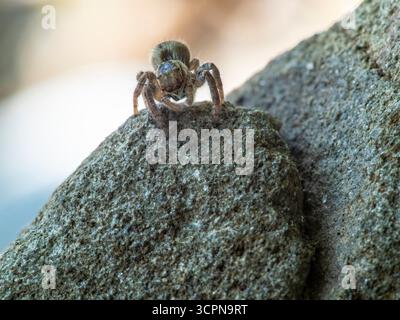 Asianellus festivus est une espèce d'araignée sauteuse de la famille des Salticidae. Banque D'Images