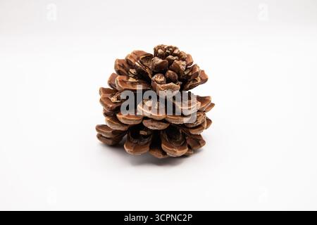 Gros plan d'une seule pomme de pin brun naturelle isolée sur un fond blanc propre. Banque D'Images
