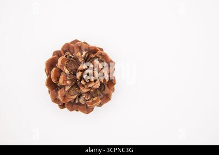 Gros plan d'une seule pomme de pin brun naturelle isolée sur un fond blanc propre. Banque D'Images