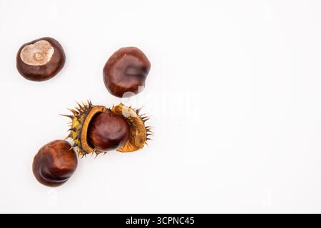 Gros plan de conkers de châtaigniers bruns brillants affichés sur un fond blanc propre. Banque D'Images