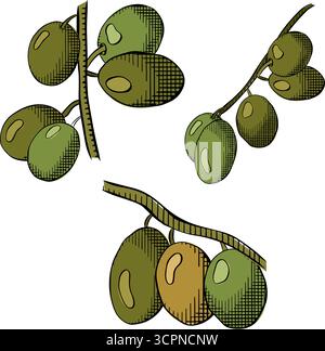 Goutte d'olive. Ensemble isolé de branches de baies d'olivier. Illustration vectorielle en couleur à l'encre de la ligne graphique. fond réaliste de nourriture d'olive grecque pour les bannières, imprimer fo Illustration de Vecteur