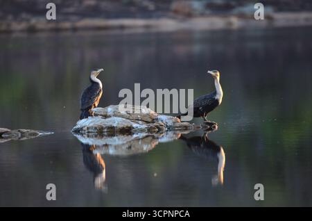 Deux cormorans à poitrine blanche perchent sur un rocher à Bushmanskloof, leurs reflets visibles dans l'eau calme. Banque D'Images