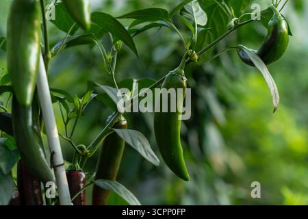 Grappes de piments verts mûrissant sur des plantes entourées de verdure luxuriante par une journée ensoleillée dans un cadre de jardin Banque D'Images