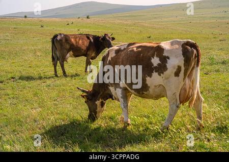 Une scène pastorale sereine avec deux vaches qui paissent dans une prairie verdoyante avec des collines ondulantes. Cette image capture la tranquillité de la vie rurale. Banque D'Images