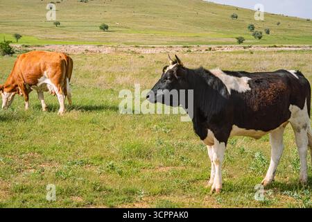 Bétail pâturant dans une prairie verte. Un paysage rural serein avec deux vaches qui paissent dans un champ herbeux luxuriant. Collines ondulantes. Banque D'Images
