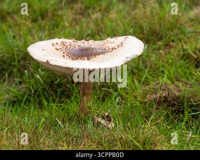 Champignon parasol britannique, Macrolepiota procera, une espèce comestible britannique sur landes à Stapely Hill, Shropshire Banque D'Images