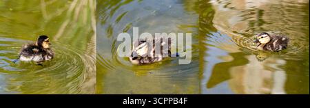 Canetonnage sous différents angles. Le poussin nage dans le lac. Banque D'Images