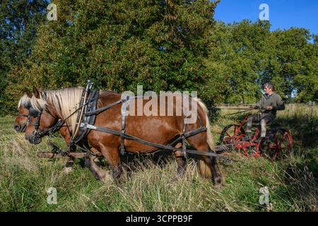 Les méthodes de tonte traditionnelles utilisant des chevaux lourds et un faucheur de foin victorien dans un parc londonien en 2025, constituant un exemple dans l'agriculture moderne et respectueuse de l'environnement. Banque D'Images