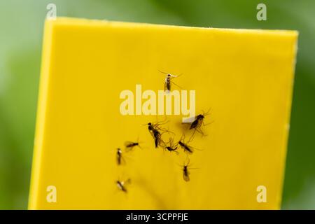 Mouffettes de champignon coincées sur le piège collant jaune macro. Papier volant non toxique pour insectes nuisibles Sciaridae Banque D'Images