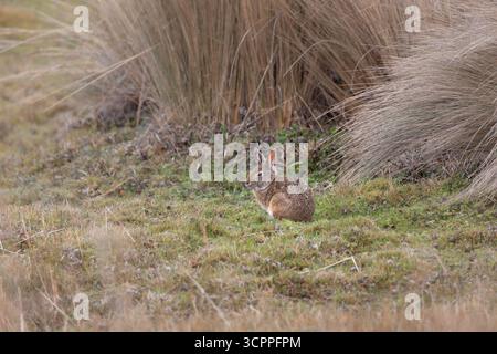 Lapin sauvage des Andes (Sylvilagus andinus) dans la prairie de páramo, parc national d'Antisana, Équateur. Espèces indigènes de lagomorphes de haute altitude. Banque D'Images