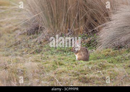 Lapin sauvage des Andes (Sylvilagus andinus) dans la prairie de páramo, parc national d'Antisana, Équateur. Espèces indigènes de lagomorphes de haute altitude. Banque D'Images