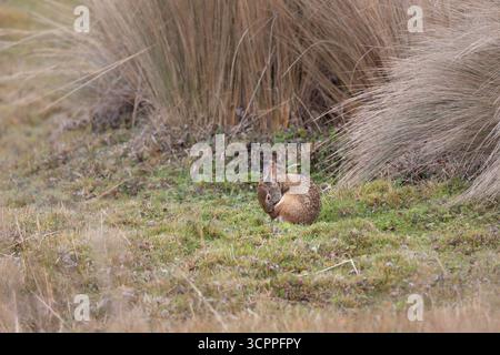 Lapin sauvage des Andes (Sylvilagus andinus) dans la prairie de páramo, parc national d'Antisana, Équateur. Espèces indigènes de lagomorphes de haute altitude. Banque D'Images