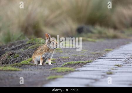 Lapin sauvage des Andes (Sylvilagus andinus) dans la prairie de páramo, parc national d'Antisana, Équateur. Espèces indigènes de lagomorphes de haute altitude. Banque D'Images