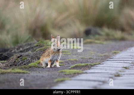 Lapin sauvage des Andes (Sylvilagus andinus) dans la prairie de páramo, parc national d'Antisana, Équateur. Espèces indigènes de lagomorphes de haute altitude. Banque D'Images
