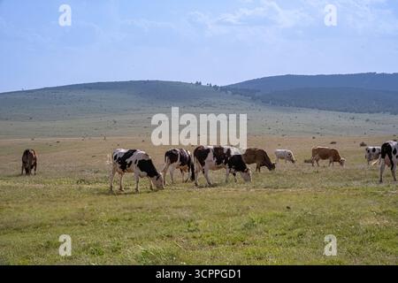Vaches qui paissent dans un vaste pâturage. La vie rurale et la beauté naturelle du paysage, adapté à des projets agricoles, pastoraux ou sur le thème de la nature. Banque D'Images