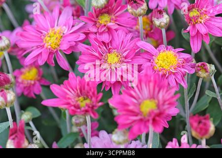 Chrysanthème rose, ou mamans « Herbstkuss » en fleur. Banque D'Images